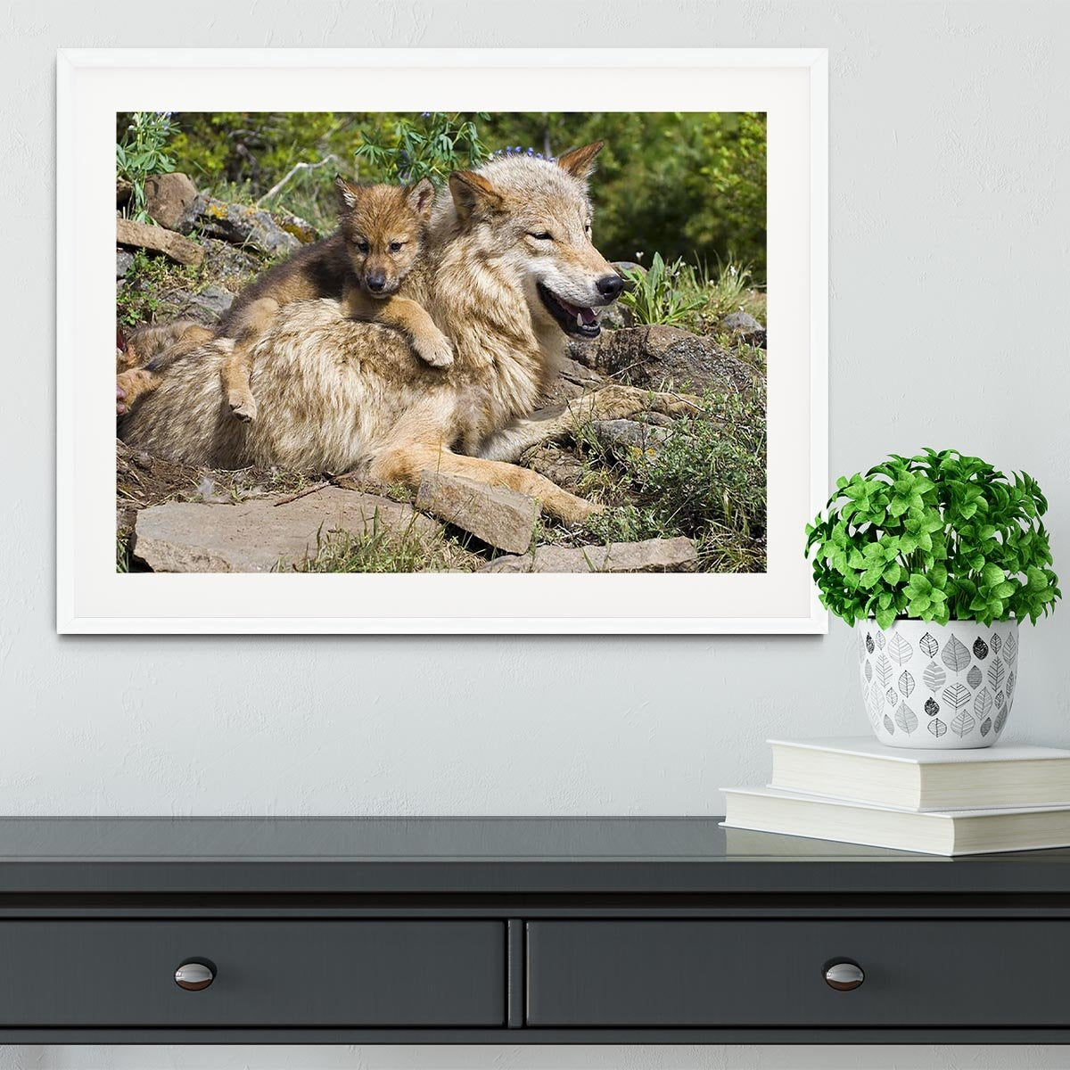 Wolf cubs and mother at den site Framed Print - Canvas Art Rocks - 5