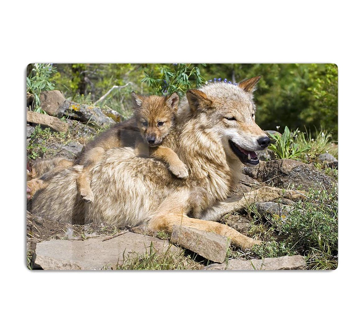 Wolf cubs and mother at den site HD Metal Print - Canvas Art Rocks - 1