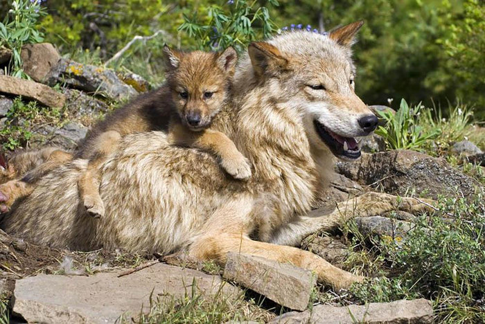 Wolf cubs and mother at den site Wall Mural Wallpaper