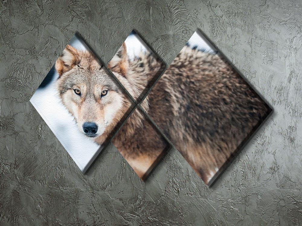 Wolf standing in the snow 4 Square Multi Panel Canvas - Canvas Art Rocks - 2