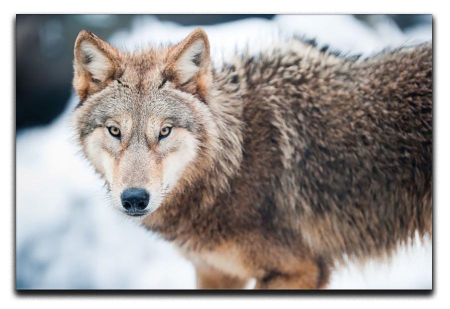 Wolf standing in the snow Canvas Print or Poster - Canvas Art Rocks - 1