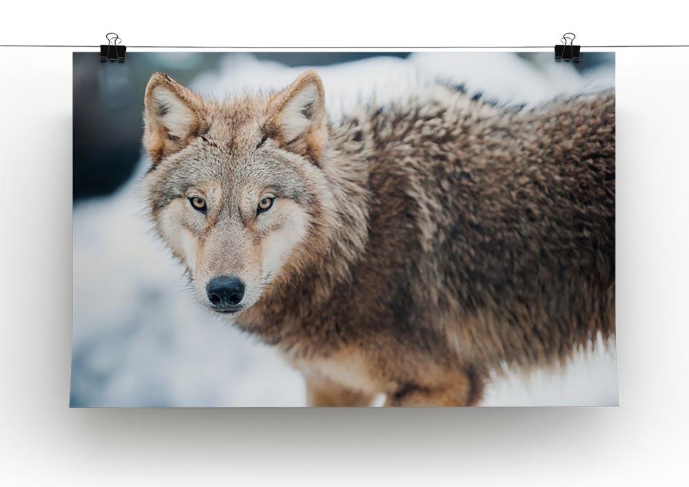 Wolf standing in the snow Canvas Print or Poster - Canvas Art Rocks - 2