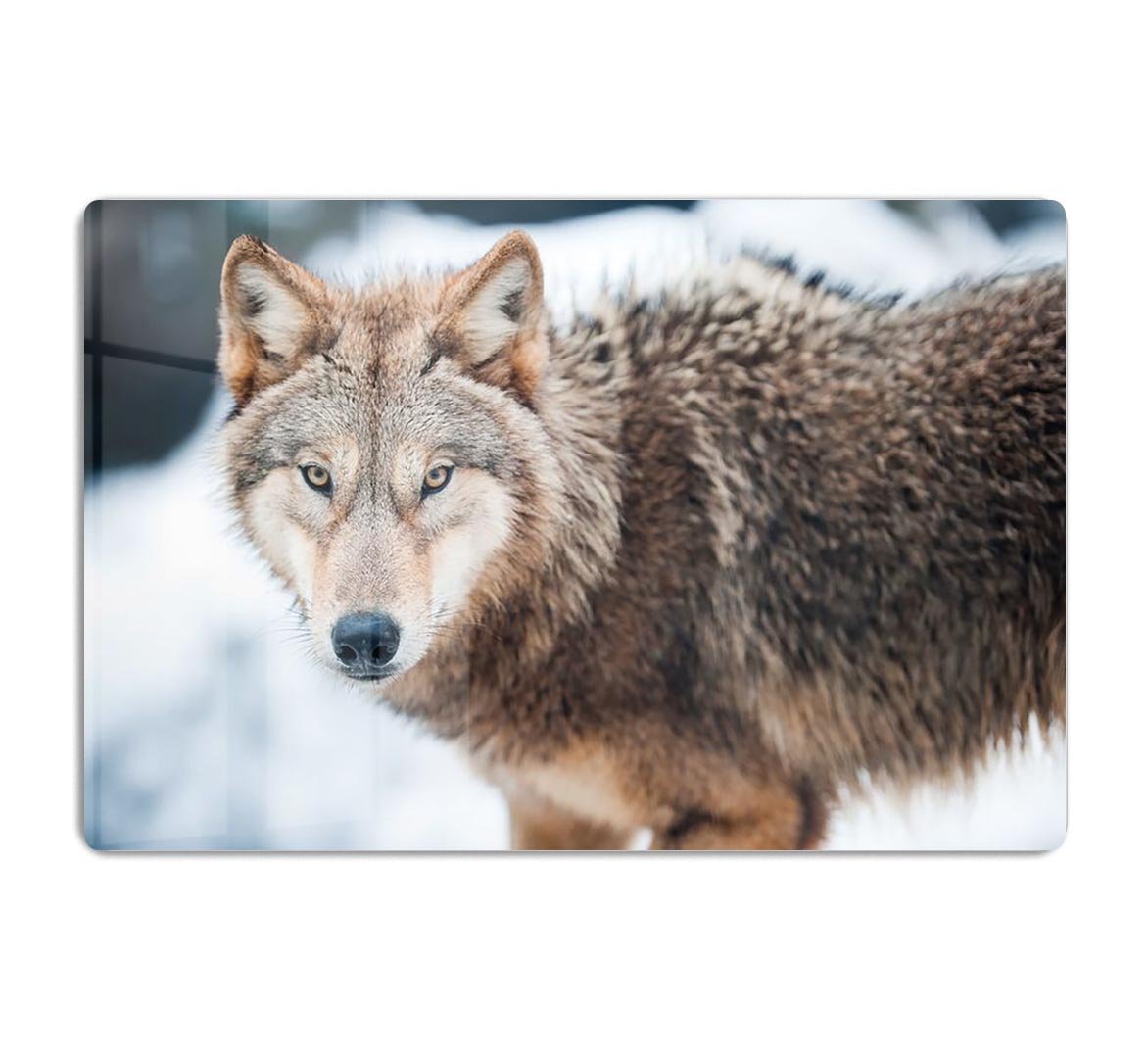 Wolf standing in the snow HD Metal Print - Canvas Art Rocks - 1