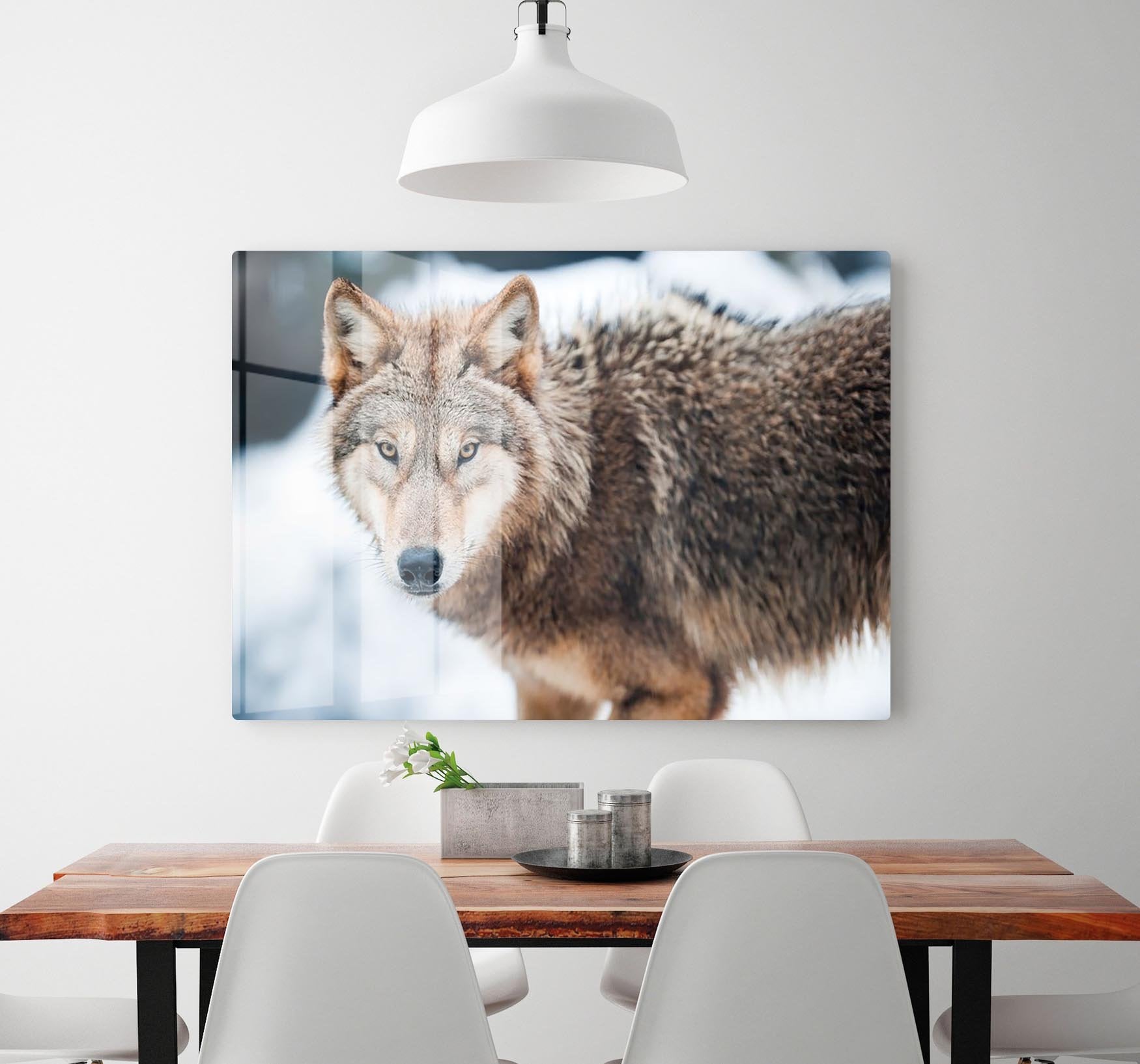 Wolf standing in the snow HD Metal Print - Canvas Art Rocks - 2