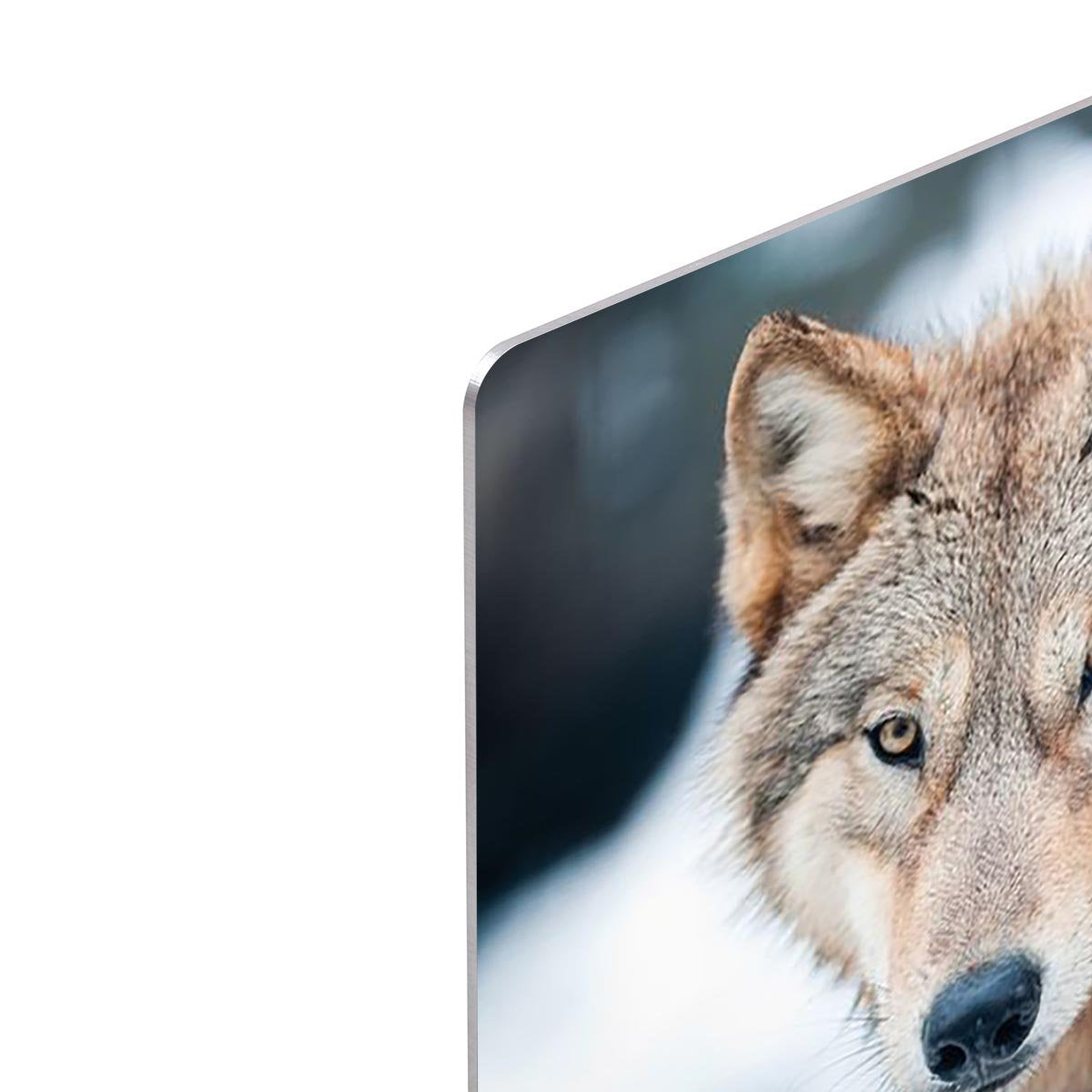 Wolf standing in the snow HD Metal Print - Canvas Art Rocks - 4