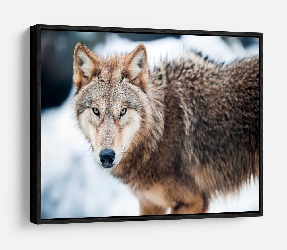 Wolf standing in the snow HD Metal Print - Canvas Art Rocks - 6