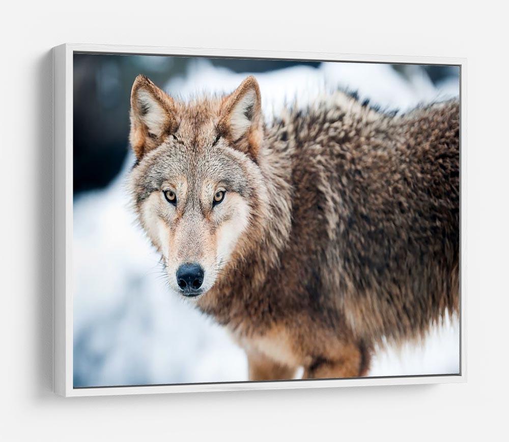 Wolf standing in the snow HD Metal Print - Canvas Art Rocks - 7