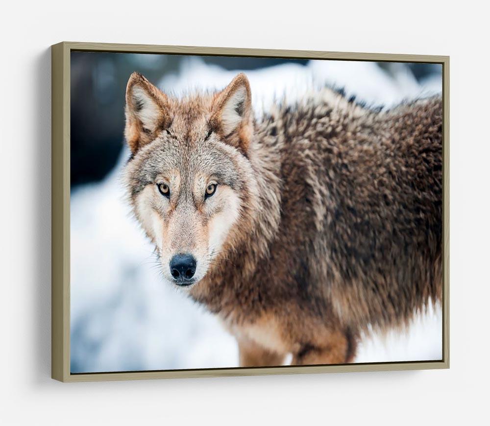 Wolf standing in the snow HD Metal Print - Canvas Art Rocks - 8