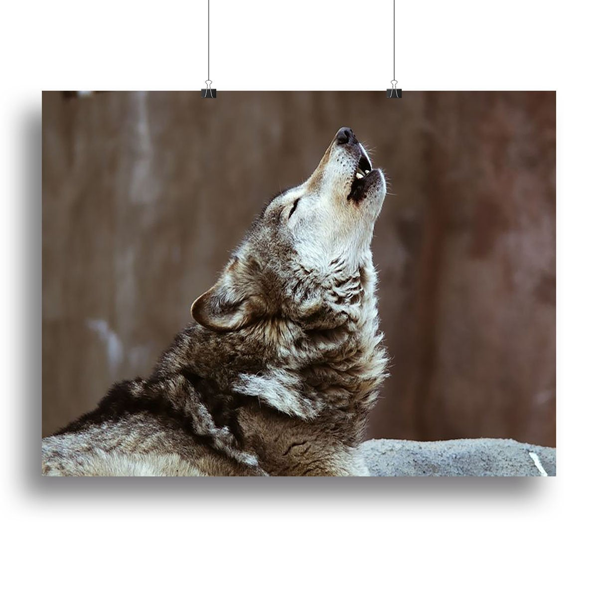 Wolves howl in Moscow Zoo Canvas Print or Poster