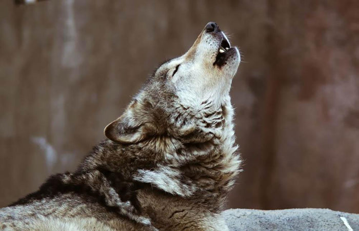 Wolves howl in Moscow Zoo Wall Mural Wallpaper