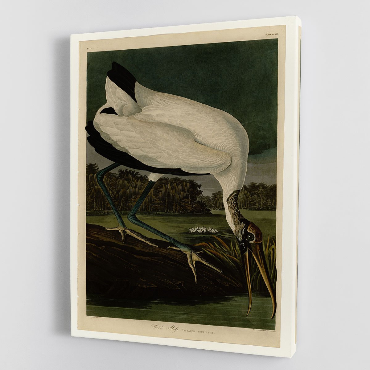 Wood Ibiss by Audubon Canvas Print or Poster