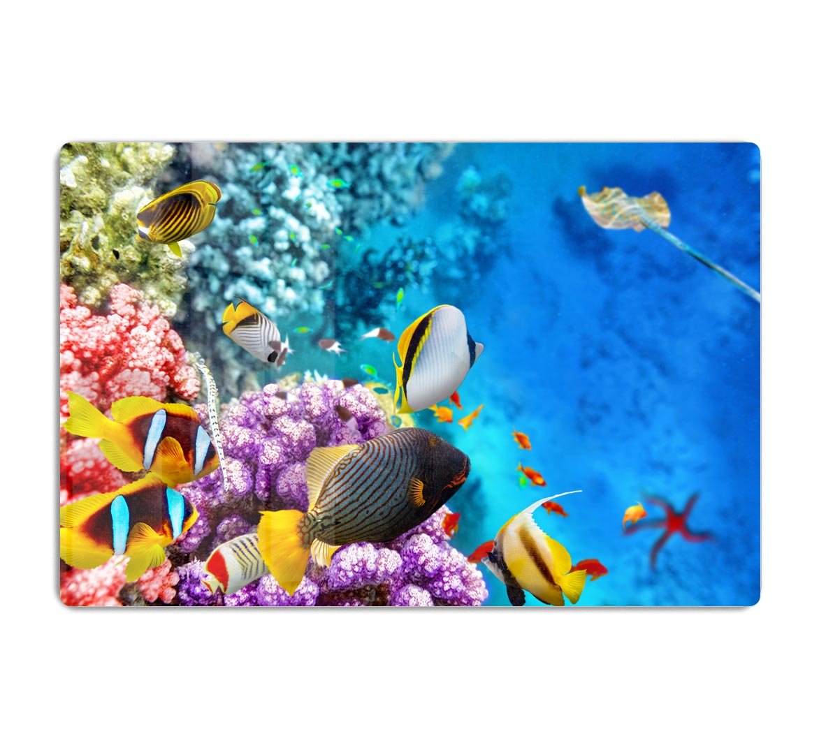 World with corals and tropical fish HD Metal Print