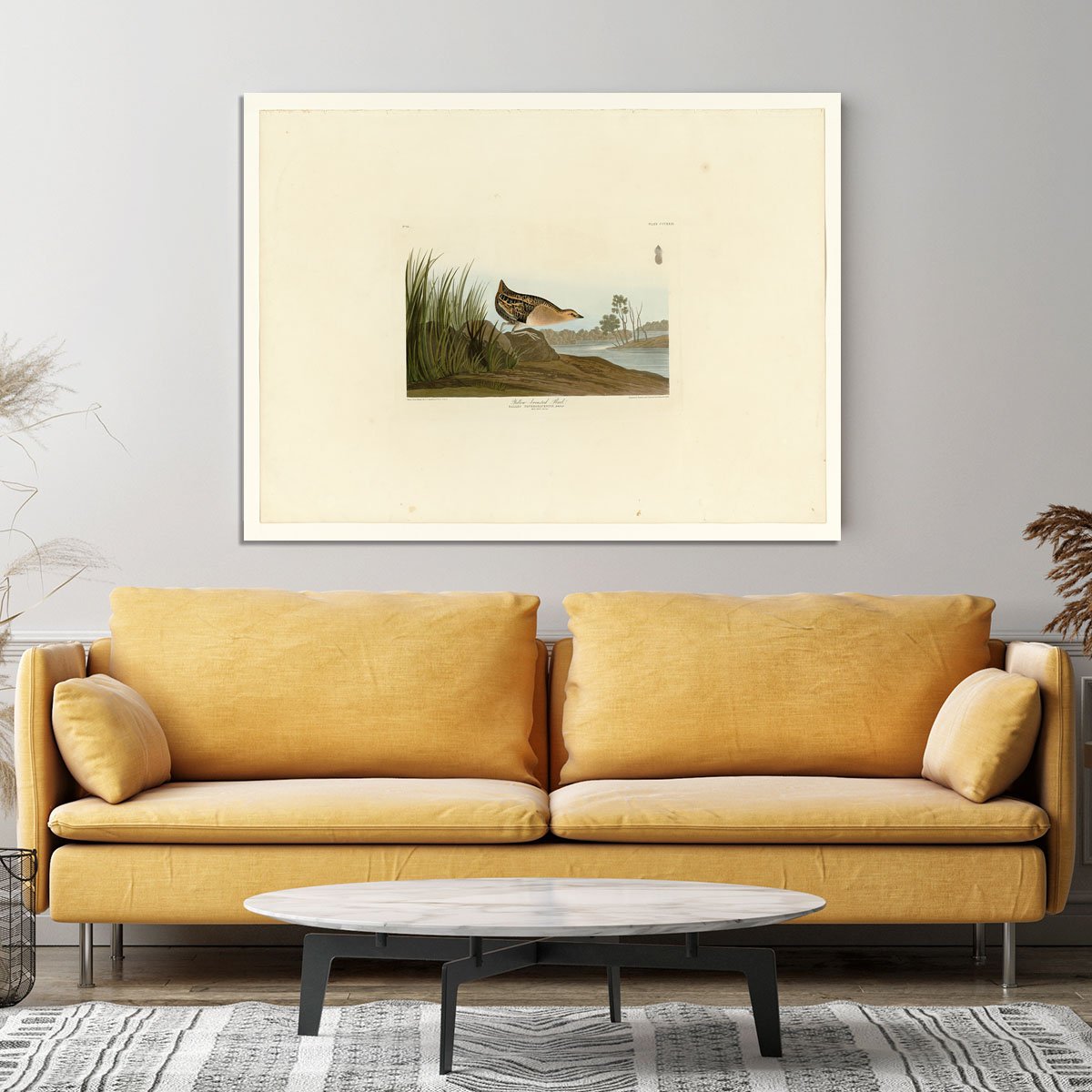 Yellow breasted Rail by Audubon Canvas Print or Poster