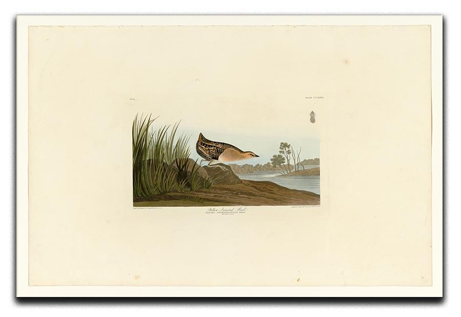 Yellow breasted Rail by Audubon Canvas Print or Poster - Canvas Art Rocks - 1