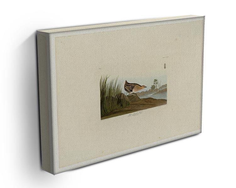 Yellow breasted Rail by Audubon Canvas Print or Poster - Canvas Art Rocks - 3