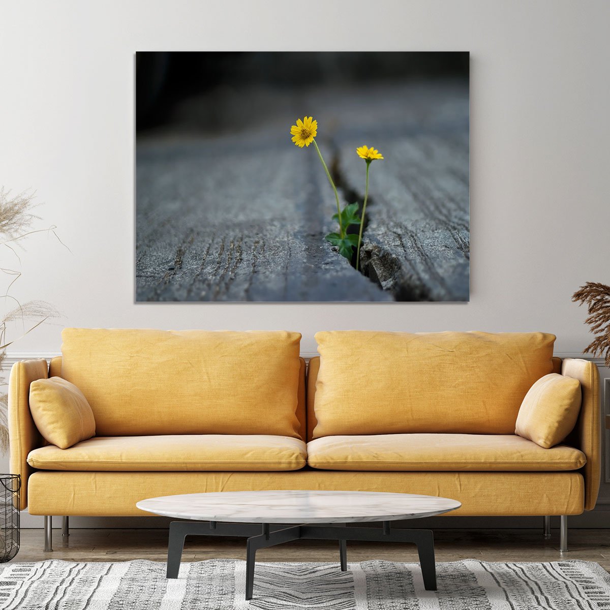 Yellow flower growing in street Canvas Print or Poster