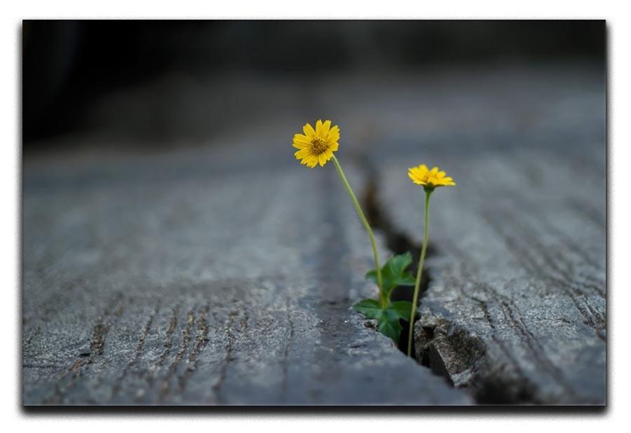 Yellow flower growing in street Canvas Print or Poster  - Canvas Art Rocks - 1