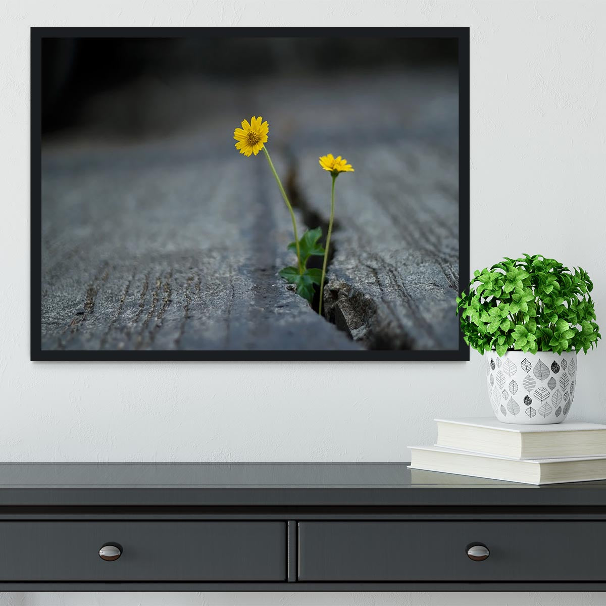 Yellow flower growing in street Framed Print - Canvas Art Rocks - 2
