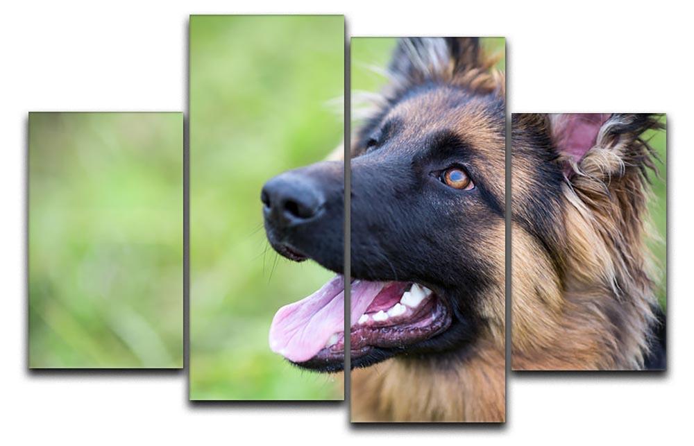 Young dog german shepherd on the grass in the park 4 Split Panel Canvas - Canvas Art Rocks - 1