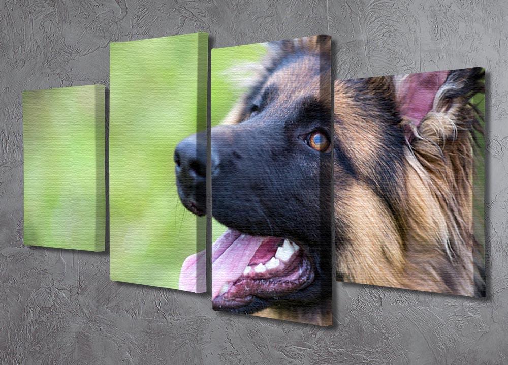 Young dog german shepherd on the grass in the park 4 Split Panel Canvas - Canvas Art Rocks - 2