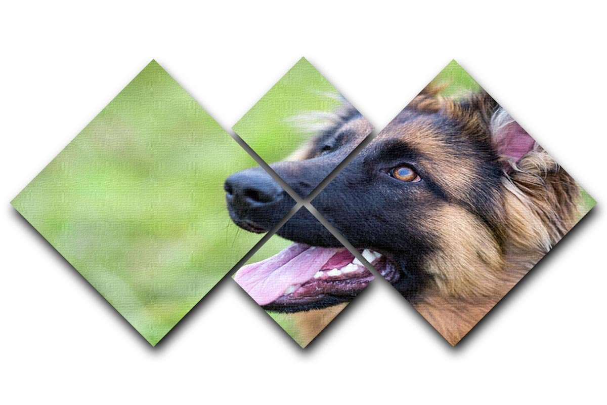 Young dog german shepherd on the grass in the park 4 Square Multi Panel Canvas - Canvas Art Rocks - 1