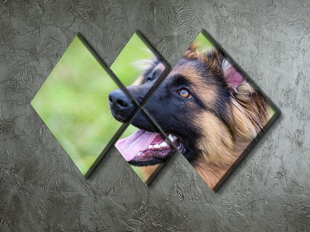 Young dog german shepherd on the grass in the park 4 Square Multi Panel Canvas - Canvas Art Rocks - 2