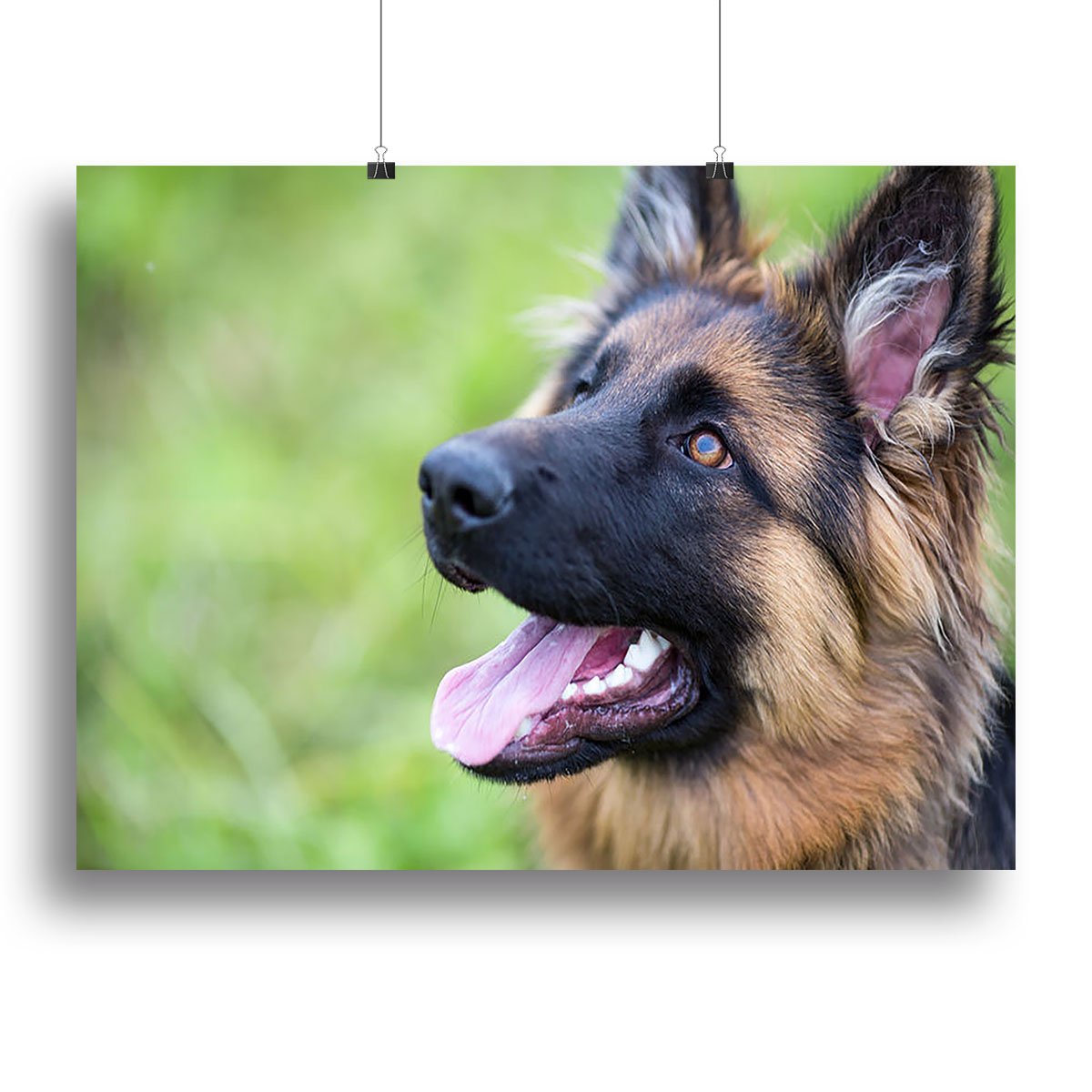 Young dog german shepherd on the grass in the park Canvas Print or Poster