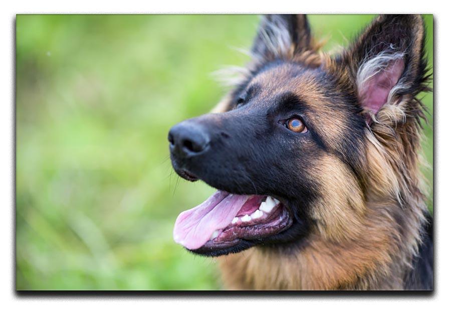 Young dog german shepherd on the grass in the park Canvas Print or Poster - Canvas Art Rocks - 1