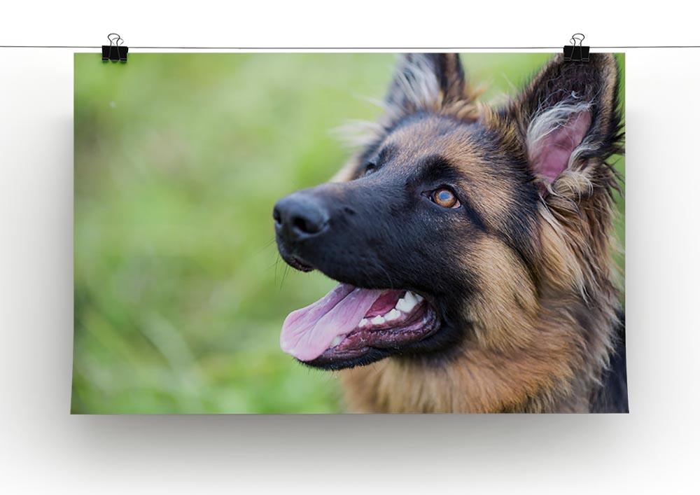 Young dog german shepherd on the grass in the park Canvas Print or Poster - Canvas Art Rocks - 2