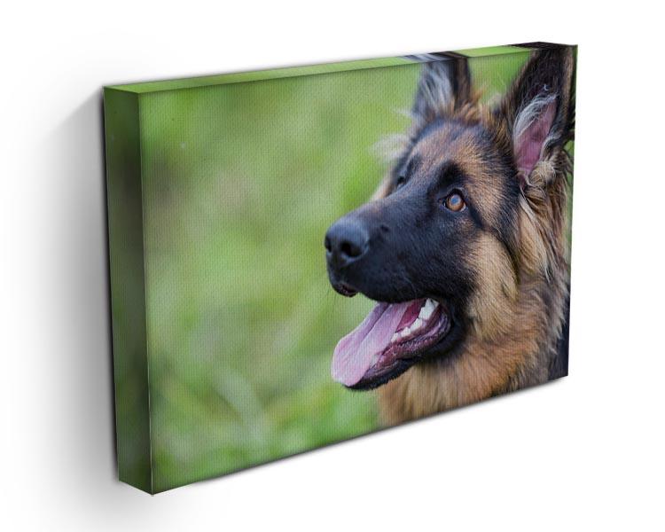 Young dog german shepherd on the grass in the park Canvas Print or Poster - Canvas Art Rocks - 3