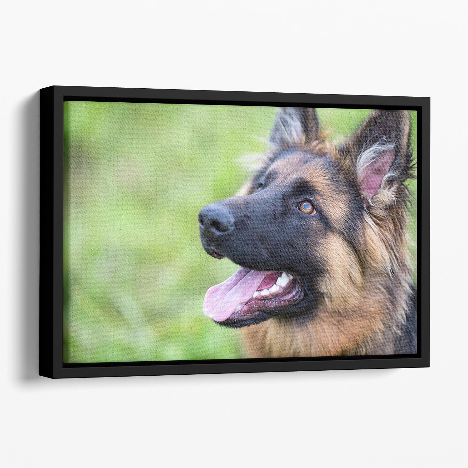 Young dog german shepherd on the grass in the park Floating Framed Canvas - Canvas Art Rocks - 1