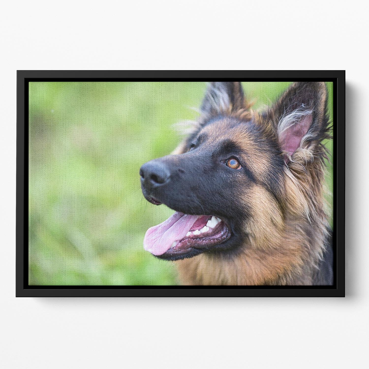 Young dog german shepherd on the grass in the park Floating Framed Canvas - Canvas Art Rocks - 2