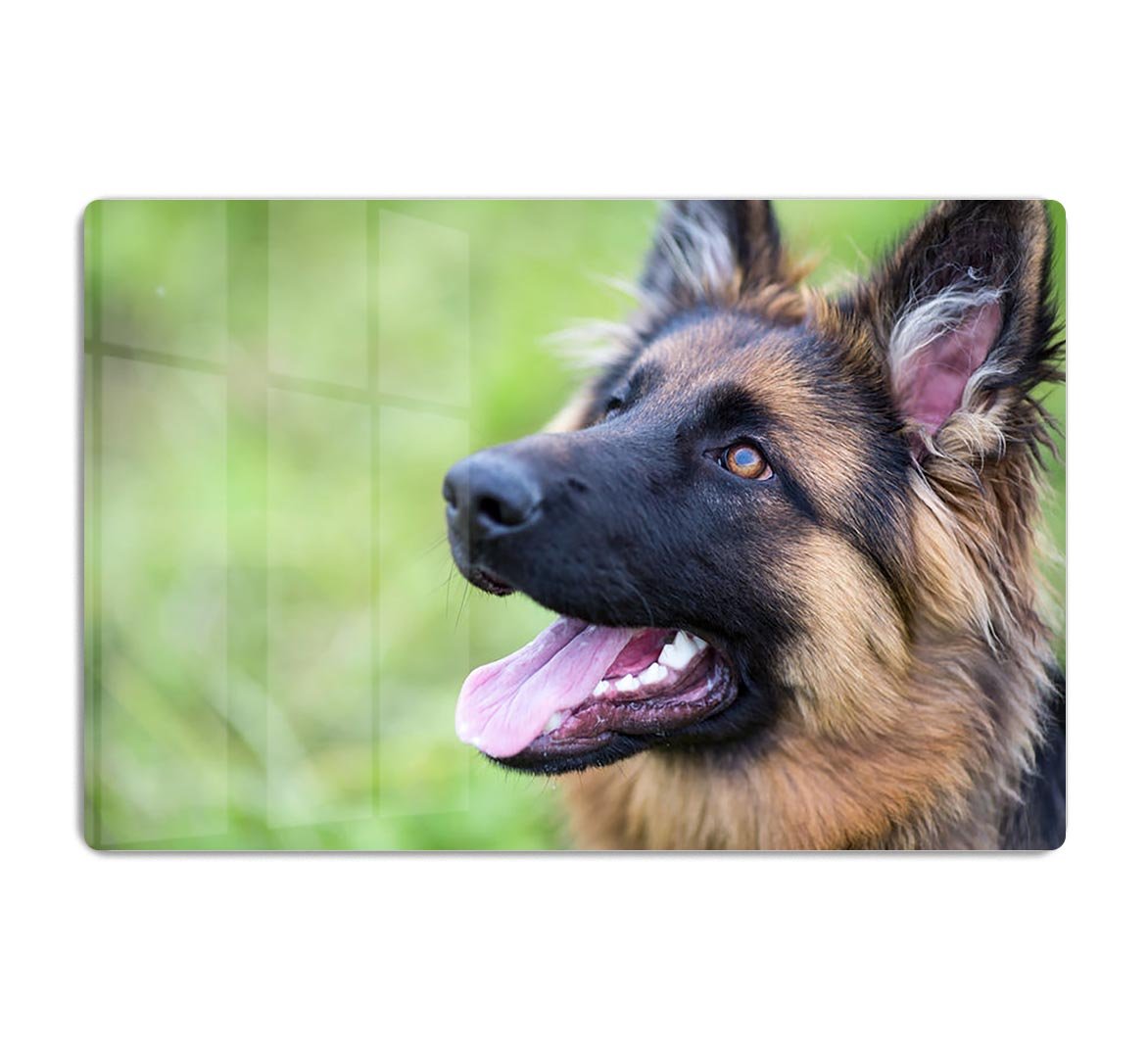 Young dog german shepherd on the grass in the park HD Metal Print - Canvas Art Rocks - 1