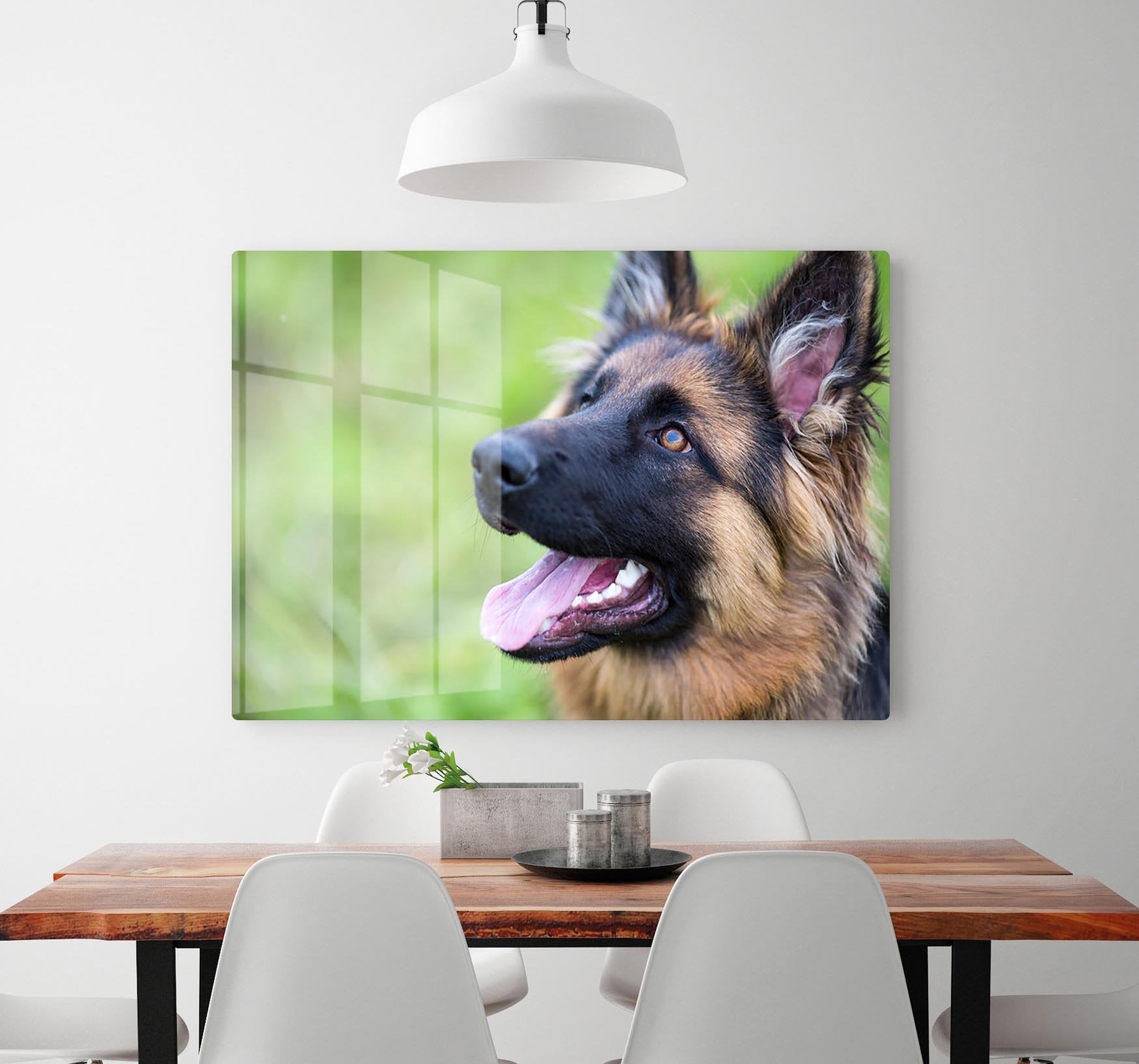 Young dog german shepherd on the grass in the park HD Metal Print - Canvas Art Rocks - 2