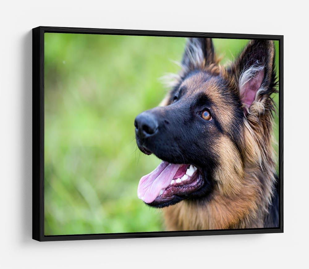 Young dog german shepherd on the grass in the park HD Metal Print - Canvas Art Rocks - 6