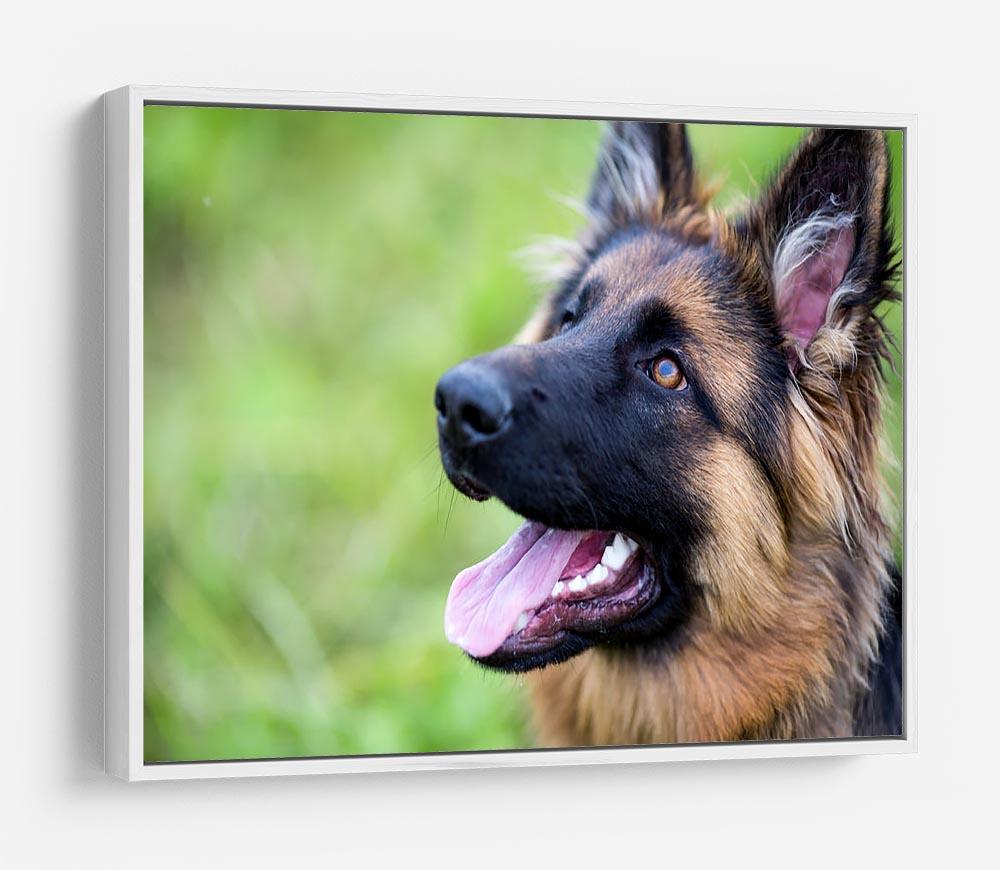 Young dog german shepherd on the grass in the park HD Metal Print - Canvas Art Rocks - 7
