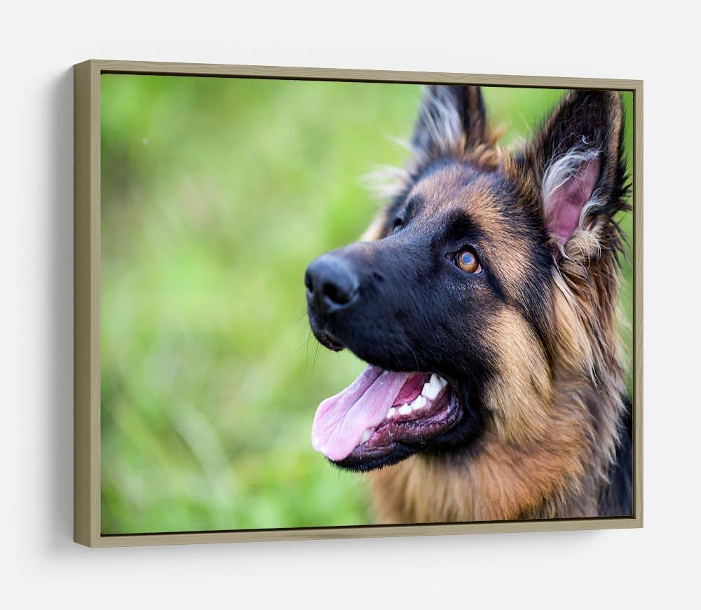 Young dog german shepherd on the grass in the park HD Metal Print - Canvas Art Rocks - 8