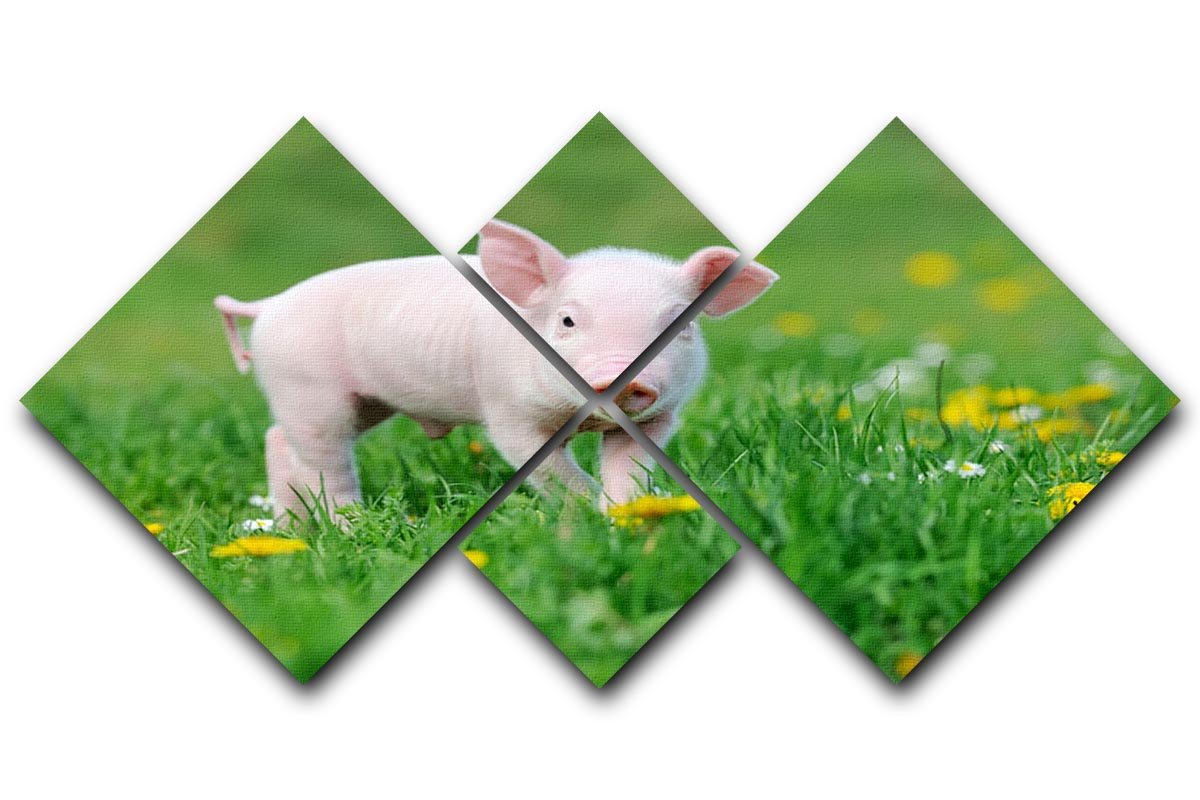 Young funny pig 4 Square Multi Panel Canvas - Canvas Art Rocks - 1