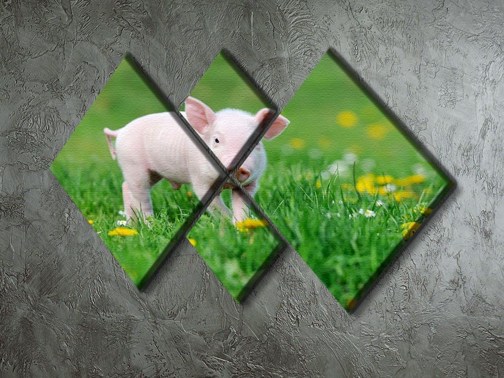 Young funny pig 4 Square Multi Panel Canvas - Canvas Art Rocks - 2