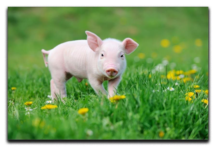 Young funny pig Canvas Print or Poster - Canvas Art Rocks - 1