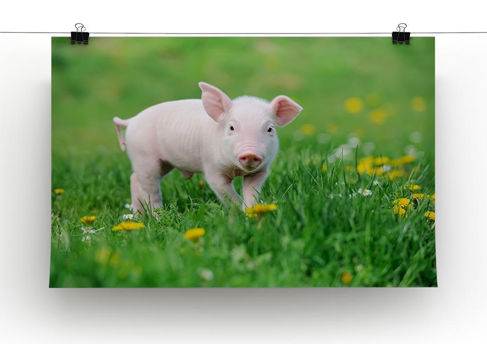 Young funny pig Canvas Print or Poster - Canvas Art Rocks - 2