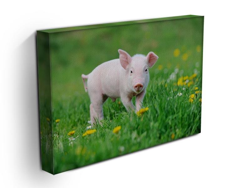 Young funny pig Canvas Print or Poster - Canvas Art Rocks - 3