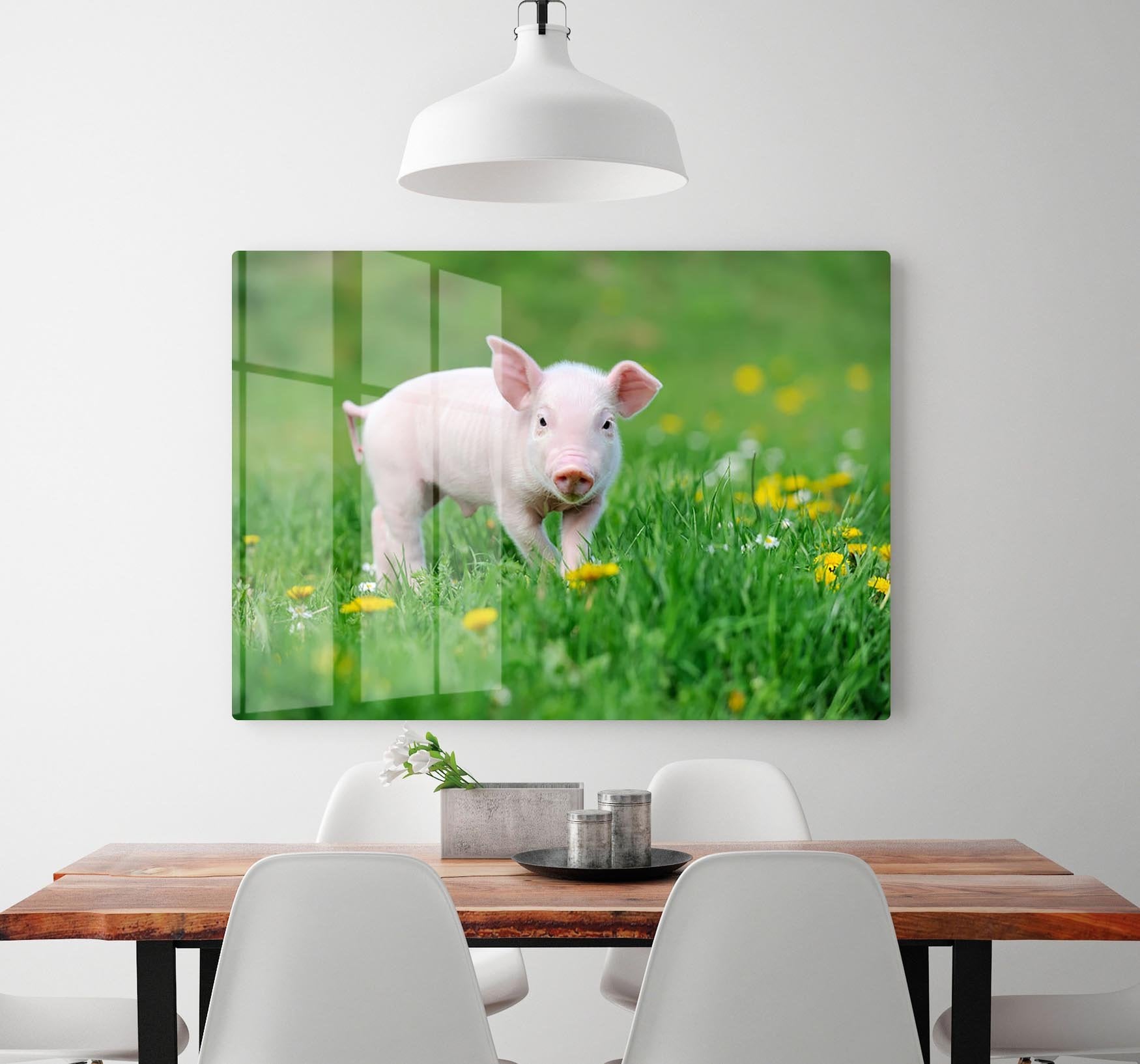 Young funny pig HD Metal Print - Canvas Art Rocks - 2