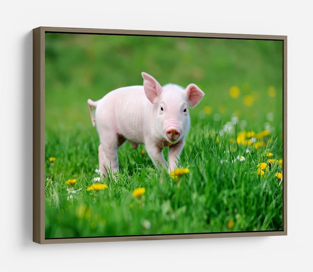 Young funny pig HD Metal Print - Canvas Art Rocks - 10