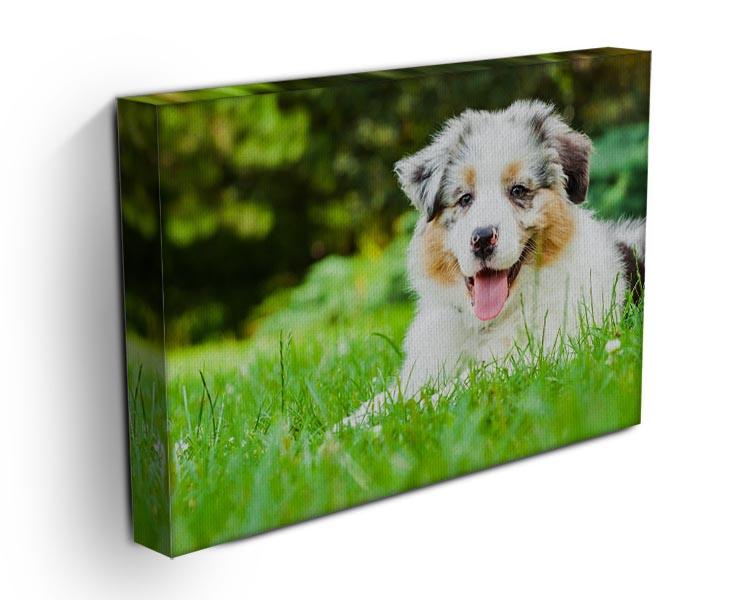 Young puppy lying on fresh green grass in public park Canvas Print or Poster - Canvas Art Rocks - 3