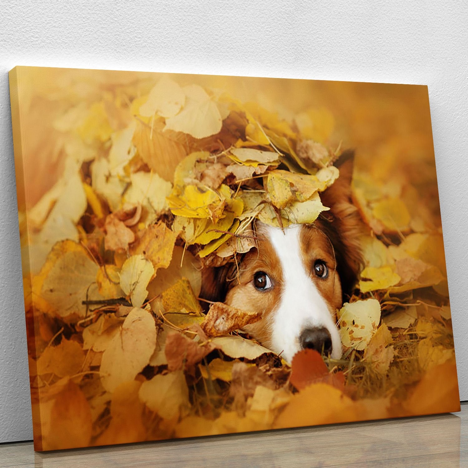 Young red border collie dog playing with leaves Canvas Print or Poster