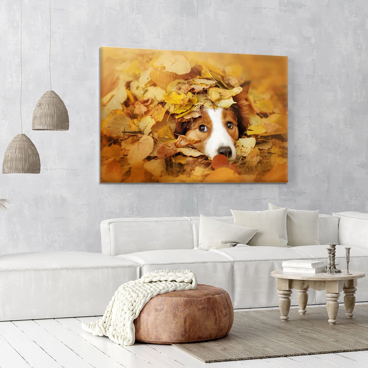 Young red border collie dog playing with leaves Canvas Print or Poster