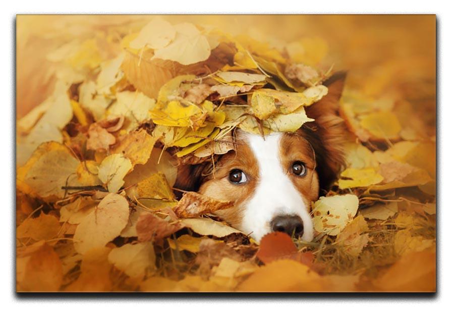 Young red border collie dog playing with leaves Canvas Print or Poster - Canvas Art Rocks - 1
