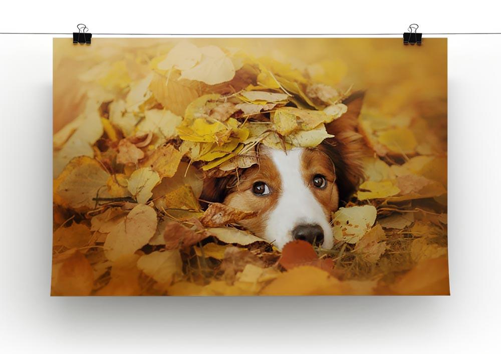 Young red border collie dog playing with leaves Canvas Print or Poster - Canvas Art Rocks - 2