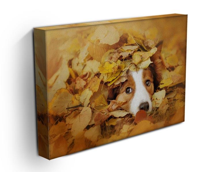 Young red border collie dog playing with leaves Canvas Print or Poster - Canvas Art Rocks - 3